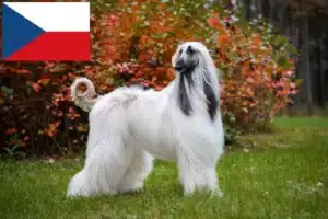 Read more about the article Afghan Hound breeders and puppies in the Czech Republic