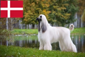 Read more about the article Afghan Hound breeders and puppies in Denmark