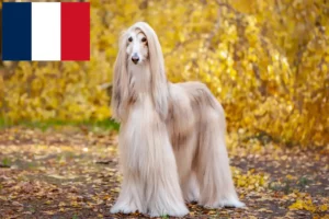 Read more about the article Afghan Hound breeders and puppies in France