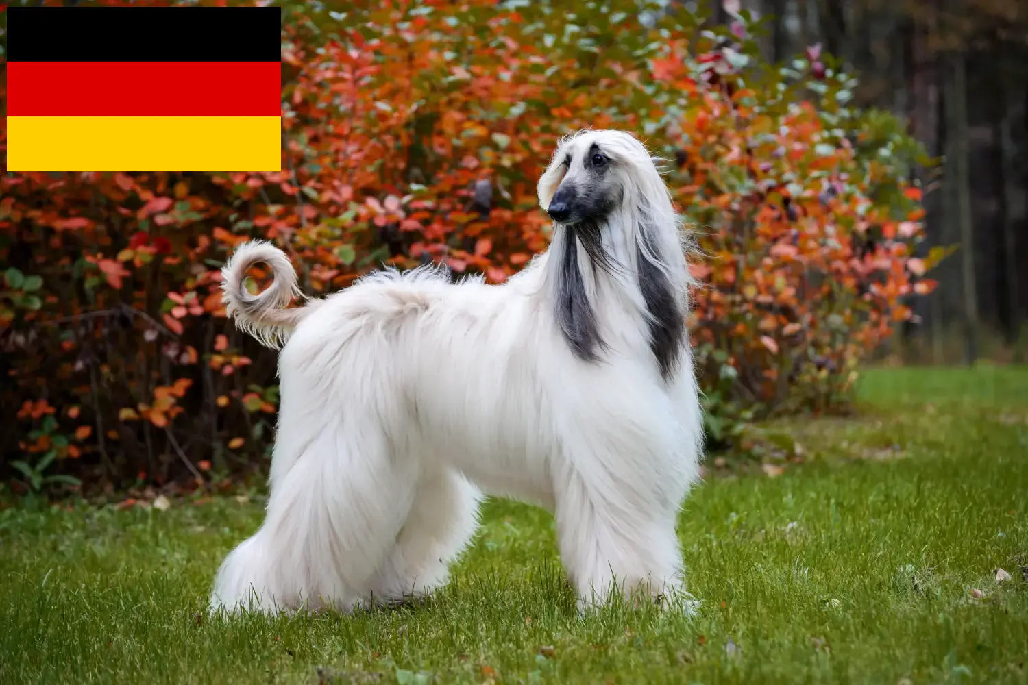 Read more about the article Afghan Hound breeders and puppies in Germany