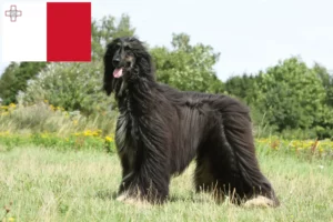 Read more about the article Afghan Hound breeders and puppies in Malta