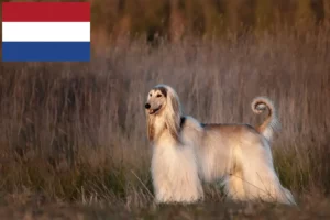 Read more about the article Afghan Hound breeders and puppies in the Netherlands