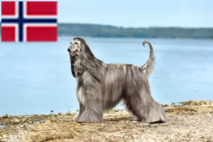 Read more about the article Afghan Hound breeders and puppies in Norway