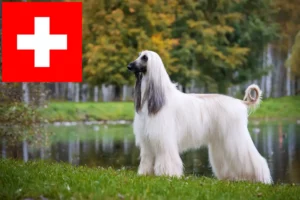 Read more about the article Afghan Hound breeders and puppies in Switzerland