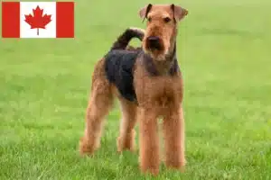 Read more about the article Airedale Terrier breeders and puppies in Canada