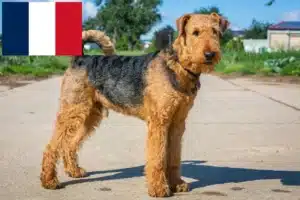 Read more about the article Airedale Terrier breeders and puppies in France