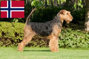 Read more about the article Airedale Terrier breeders and puppies in Norway