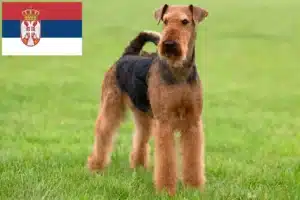 Read more about the article Airedale Terrier breeders and puppies in Serbia