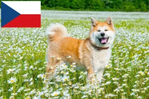 Read more about the article Akita breeders and puppies in the Czech Republic
