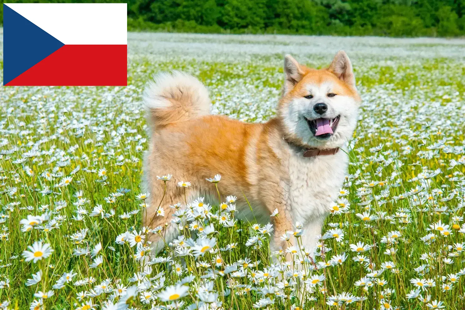 Read more about the article Akita breeders and puppies in the Czech Republic