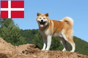 Read more about the article Akita breeders and puppies in Denmark