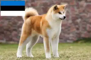 Read more about the article Akita breeders and puppies in Estonia