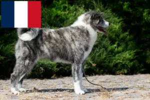 Read more about the article Akita breeders and puppies in France