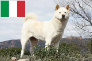 Read more about the article Akita breeders and puppies in Italy