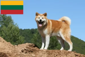 Read more about the article Akita breeders and puppies in Lithuania