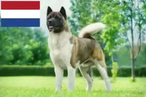 Read more about the article Akita breeders and puppies in the Netherlands
