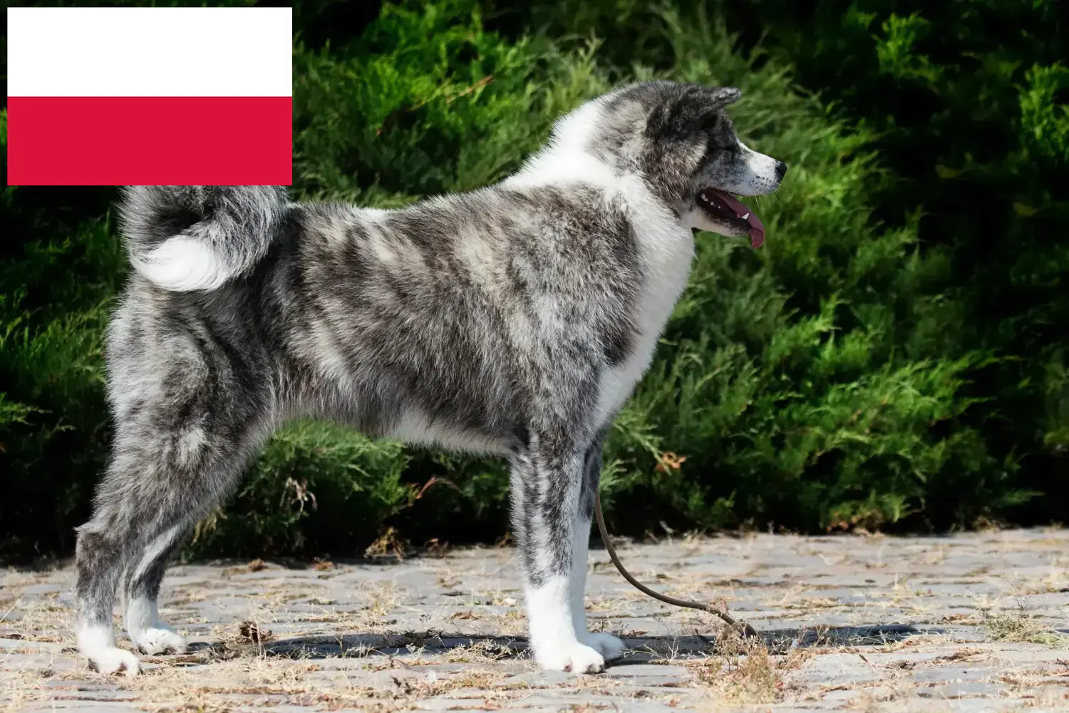 Read more about the article Akita breeders and puppies in Poland