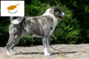 Read more about the article Akita breeders and puppies in Cyprus