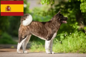 Read more about the article Akita breeders and puppies in Spain