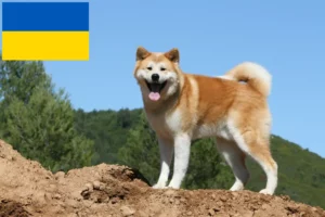 Read more about the article Akita breeders and puppies in Ukraine