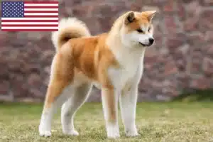 Read more about the article Akita breeders and puppies in the USA