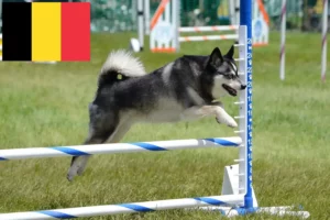 Read more about the article Alaskan Klee Kai breeders and puppies in Belgium