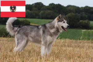 Read more about the article Alaskan Malamute breeders and puppies in Austria