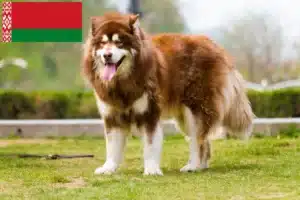Read more about the article Alaskan Malamute breeders and puppies in Belarus