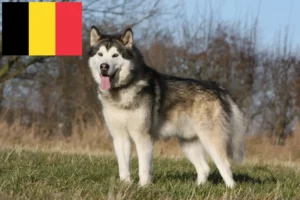 Read more about the article Alaskan Malamute breeders and puppies in Belgium