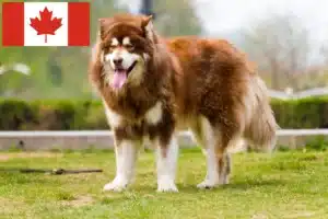 Read more about the article Alaskan Malamute breeders and puppies in Canada
