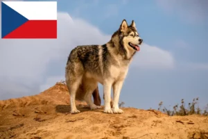 Read more about the article Alaskan Malamute breeders and puppies in the Czech Republic