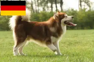 Read more about the article Alaskan Malamute breeders and puppies in Germany