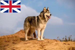 Read more about the article Alaskan Malamute breeders and puppies in Great Britain