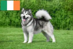 Read more about the article Alaskan Malamute breeders and puppies in Ireland