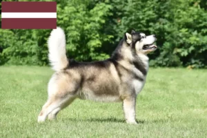 Read more about the article Alaskan Malamute breeders and puppies in Latvia