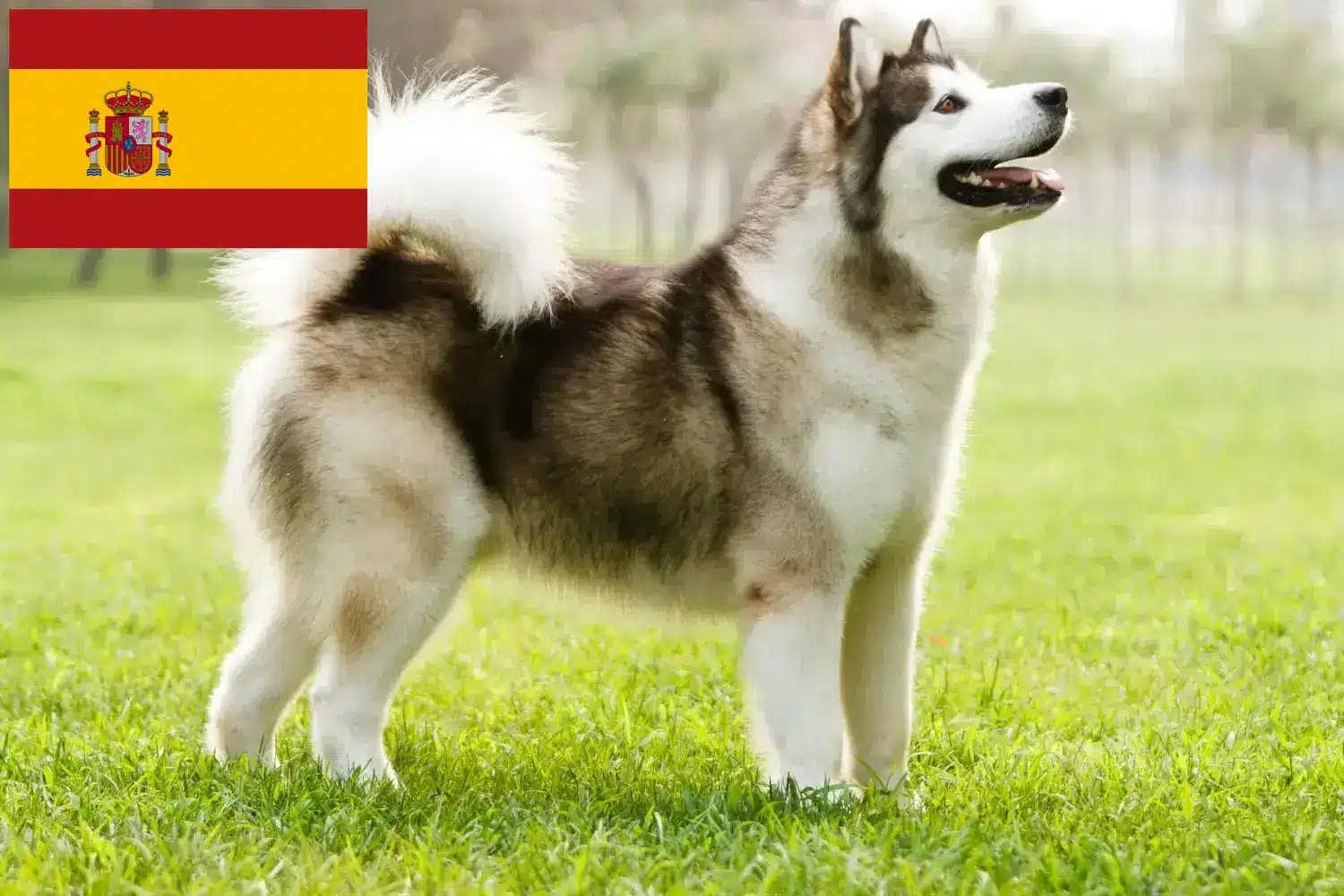 Read more about the article Alaskan Malamute breeders and puppies in Spain