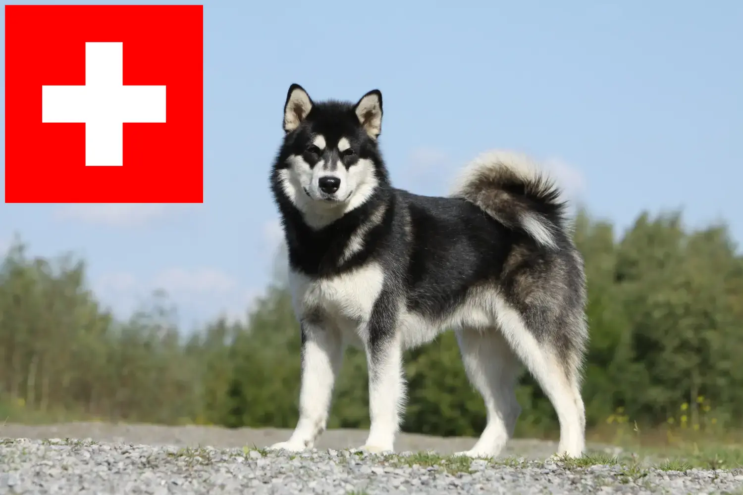 Read more about the article Alaskan Malamute breeders and puppies in Switzerland