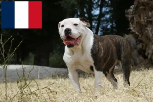 Read more about the article American Bulldog breeders and puppies in France
