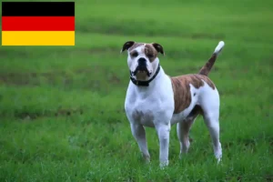 Read more about the article American Bulldog breeders and puppies in Germany