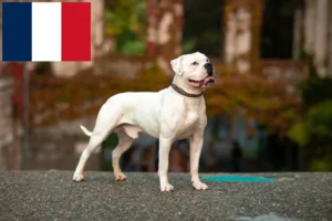Read more about the article American Bulldog breeders and puppies in Réunion