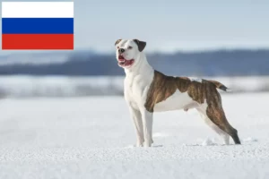 Read more about the article American Bulldog breeders and puppies in Russia