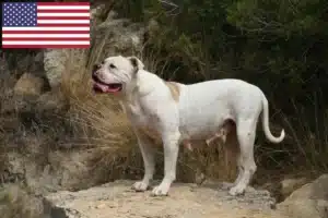 Read more about the article American Bulldog breeders and puppies in the USA