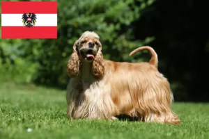 Read more about the article American Cocker Spaniel breeders and puppies in Austria