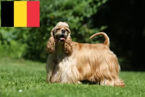 Read more about the article American Cocker Spaniel breeders and puppies in Belgium
