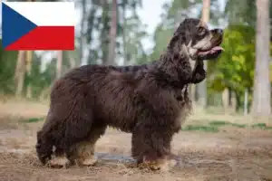 Read more about the article American Cocker Spaniel breeders and puppies in the Czech Republic