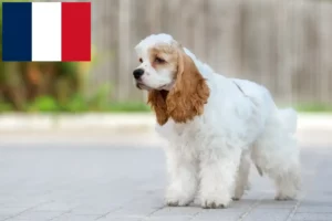 Read more about the article American Cocker Spaniel breeders and puppies in France