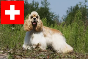 Read more about the article American Cocker Spaniel breeders and puppies in Switzerland