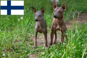 Read more about the article American Hairless Terrier breeders and puppies in Finland