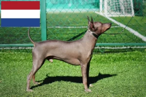 Read more about the article American Hairless Terrier breeders and puppies in the Netherlands