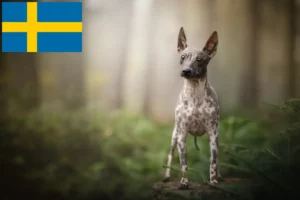 Read more about the article American Hairless Terrier breeders and puppies in Sweden